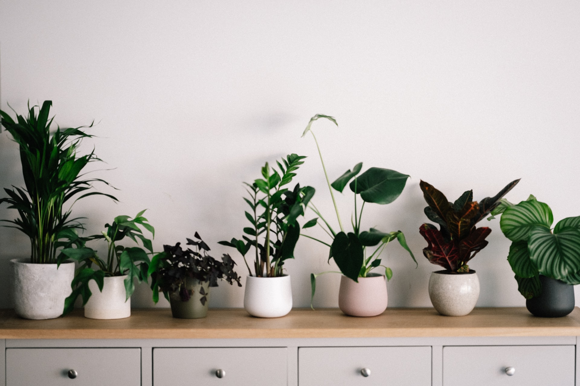 plant mold -- line of indoor plants