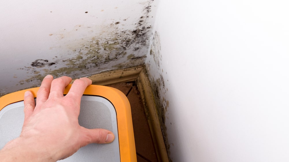 places where mold can grow