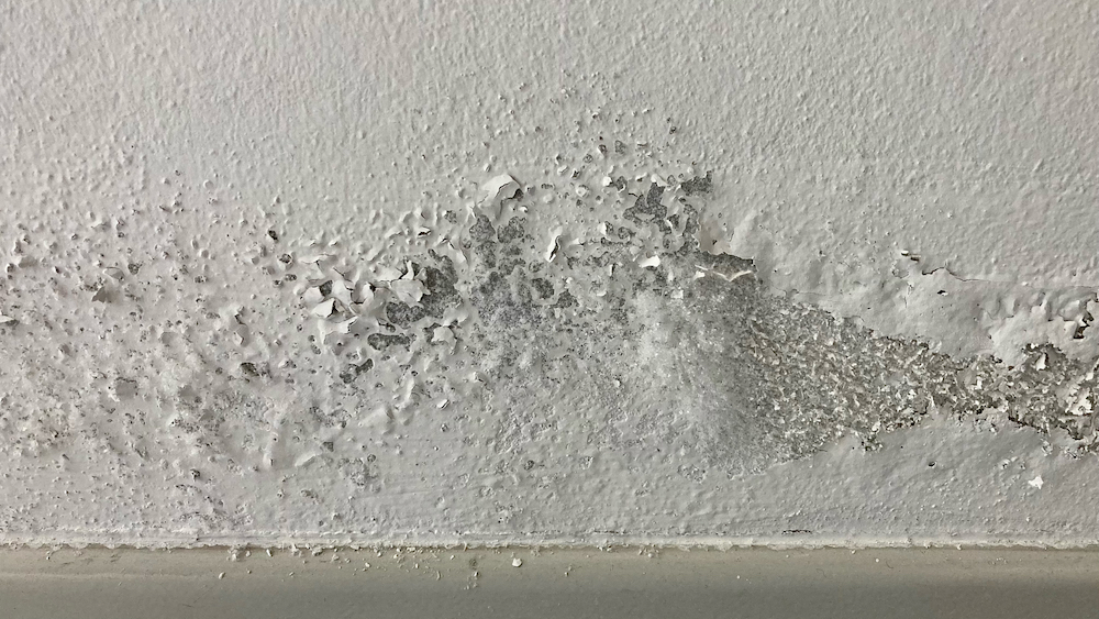 Mold behind walls in a home